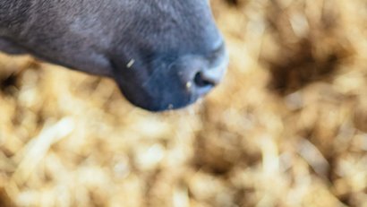 La Panes: Wagyu-Fleisch aus Südtirol